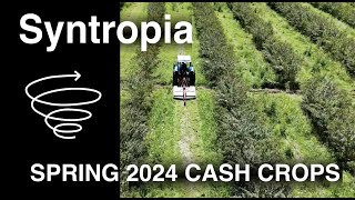 Cash Crop Strategies For Syntropic Farming [upl. by Nannette]