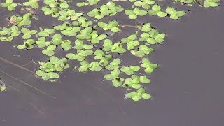 Duckweed in Aquarium [upl. by Marvella]