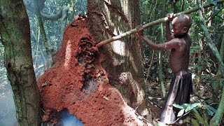 Baka Pygmies  Termite gathering and cooking [upl. by Onyx]