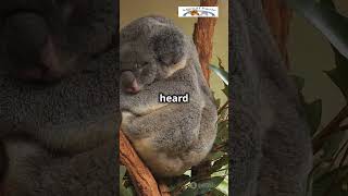 🐨 Koalas The cuddly climbers you can’t resist 🌳Koalas AnimalFacts Wildlife CuteAnimals [upl. by Holli]