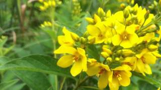 Garden Loosestrife Lysimachia Vulgaris  20120714 [upl. by Benedikt518]