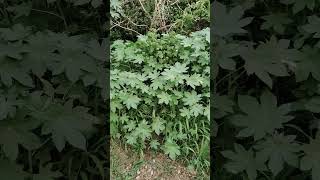 quotRicinus communisquot known as Castor bean plant [upl. by Babcock]