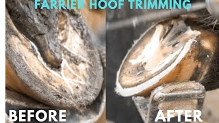 Farrier Hoof Trimming [upl. by Hyland]