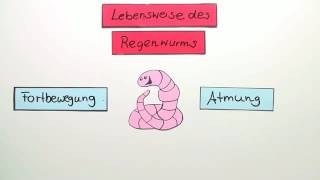 REGENWURM  FORTBEWEGUNG UND ATMUNG  Biologie  Biologie der Tiere Mittelstufe [upl. by Ennasil573]