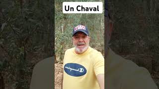 🧢Un Chaval elchistedeldia humorandaluz [upl. by Buffy]