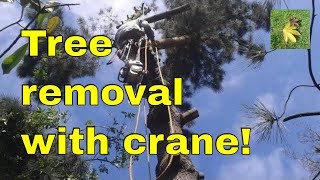 Tree surgeons conifer tree removal with crane [upl. by Zsuedat]