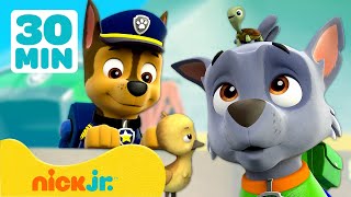 PAW Patrol  ¡Cuando animales invaden la torre  30 Minutos  Nick Jr en Español [upl. by Haneen64]