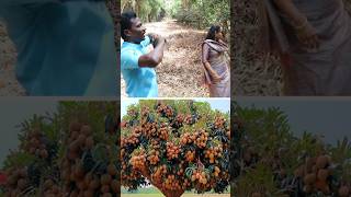 இதுக்குதான் வெட்டுறாங்களா pruning kavaathu [upl. by Llenel]