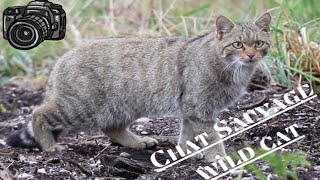 Chat Sauvage forestier  Wild cat [upl. by Rhynd718]