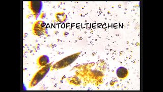 Pantoffeltierchen [upl. by Marcille335]