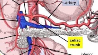 MNEMONIC  Celiac Trunk [upl. by On803]