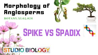 BOTANY XI05076 – Morphology of Angiosperms – Spike vs Spadix [upl. by Anerdna]