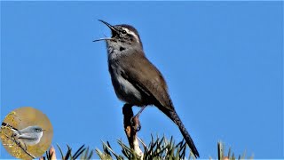 Bewicks Wren Bird  Song Calls Preening [upl. by Aehtrod936]