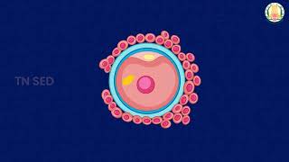 Reproduction in Organisms I 12 I Zoology I Sexual reproductionPaedogamy MerogamyIsogamyAnisogamy [upl. by Barbe]