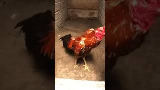 music chicken ramadanmubaraksong lovesongs fishing ramdansong musicgenre rooster [upl. by Hanover]