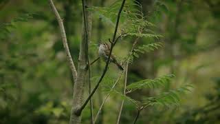 Sony FX30 Bewicks Wren Cinematic Film northvancouver pnw cinematic birds wildlifephotography [upl. by Phedra]