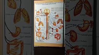 Autonomus nervous system spinal cordscience biologyfor all competititve exams [upl. by Trefor]