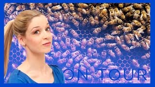 Mehr als Honig Das Bienensterben und wann Bienen die Toilette nutzen  Lisa on Tour [upl. by Eirac]