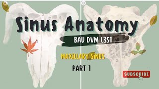 Sinus AnatomyMaxillary Sinus Part 1 [upl. by Faux904]