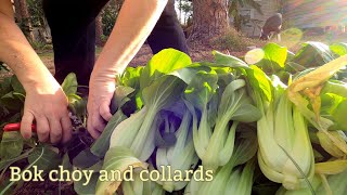 Collards and Bok Choy harvest cooking amp canning  Southern Latitudes [upl. by Aratas]