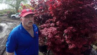 TreeTipTuesday  Acer palmatum Twomblys Red Sentinel [upl. by Aniled]