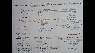 Blood Flow Blood Pressure and Resistance [upl. by Anselma]