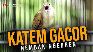 MASTERAN KAPAS TEMBAK GACOR NEMBAK NGEBREN [upl. by Dorry]