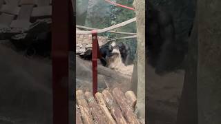 Chimp🐒throws Hay on Bigger Chimp 🦍while Fighting animal zoo chimpanzee chimps cute funny [upl. by Avir]