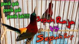 Sepah Raja vs Sepah Raja [upl. by Dougald546]