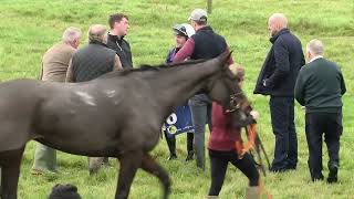 P2P  Duhallow  10 Nov 2024  R1 The Goffs Coral Gold Cup Sale 4yo Mares Maiden [upl. by Ax]