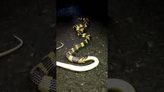 Animal wildlife  Bush vipers snakes [upl. by Paget]