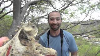 Giant horned lizard Phrynosoma asio [upl. by Esinned]