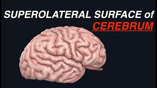 SUPEROLATERAL SURFACE OF CEREBRUM [upl. by Idmann858]