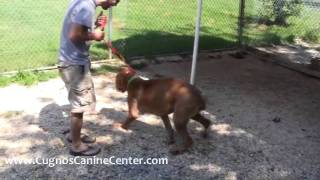 Training an Aggressive Dog  Athena the Cane Corso [upl. by Nehgem]