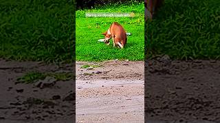 feeding Street dog🥺streetdog short youtubeshorts trending viralvideo shorts [upl. by Atteve]