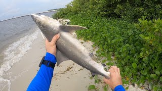 Shore Fishing the Causeway for Sharks Old Tampa Bay [upl. by Vinson]