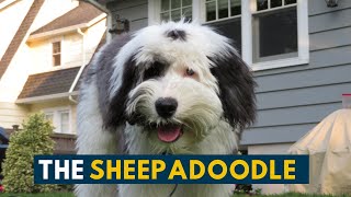 Sheepadoodle Everything To Know About This Fluffy Teddy Bear Dog [upl. by Elitnahc]