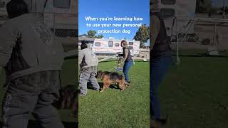 Great use of e collar dogs dogtraining germanshepherd [upl. by Llevra]