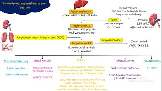 Renin Angiotensin Aldosterone System Chapter 19 part 5 Guyton and Hall Physiology [upl. by Eniamat391]