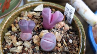 Growing Lithops from Seeds ONE YEAR UPDATE [upl. by Nasar277]