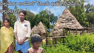 chenchu tribe houses చెంచు ట్రైబ్ నివసించే గుడిసెలు Nallamala forest chenchu chenchu life styl [upl. by Llehsem]