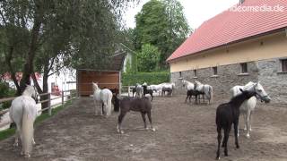 Bundesgestüt Piber Lipizzaner  Austria HD Travel Channel [upl. by Neeneg]