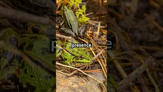 Life in the Wetlands animalkingdom wildlife documentary animal animaldocumentary facts nature [upl. by Nwahsuq]