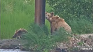 Katmai National Park KRV Cam Bear 910 910 jr and 909 jr 06302024 Exploreorg [upl. by Riannon]