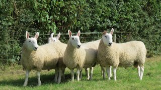 Border Leicester Sheep  Hardy Prolific Foragers [upl. by Alesram916]