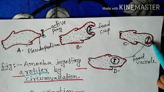 Nutrition in protozoa in Hindi  Bsc [upl. by Francyne]