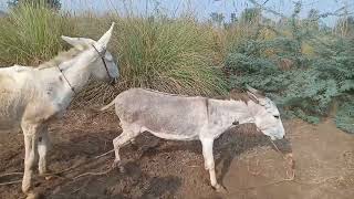 BаговозиЖеребець на ПаровкуПривезли БачачаКоні Тернопільщин donkey horse power [upl. by Bettina]