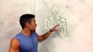 Function and Training of the Erector Spinae Muscles  Coach [upl. by Oilasor742]