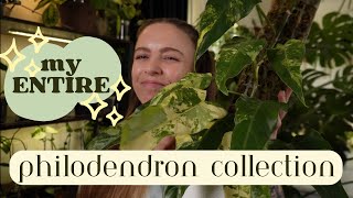 My entire Philodendron collection  Plant tour [upl. by Darleen]