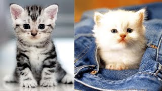 Top 10 Cat Breeds in the World [upl. by Othello623]